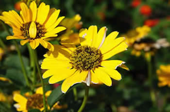 Oxeye 'Summer Sun'
