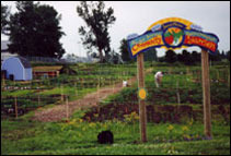 Community Garden Picture