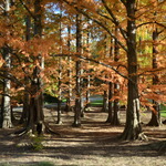 Environmental Action Coalition