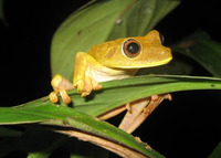 Frog in a tropical environment