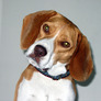buddy0004small.jpg
