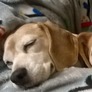 Georgie(rt) and MeMe the Peanut.jpg